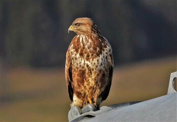 Buse variable (Buteo buteo), Neuchâtel, Suisse.