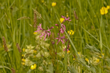 Pink ragged robin and yellow buttercup wildflowers in a field with high grass - Lychnis flos-cuculi
