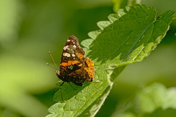 Red admiral butterfly  in the sun on a nettle plant, selective focus with bokeh background - Vanessa atalanta 