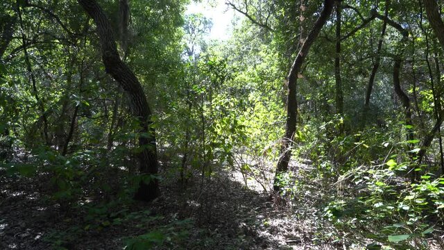 Trees in the woods with view of sky in the middle; tracking from the ground up to base of trees to treetops; sun flare through the tree branches