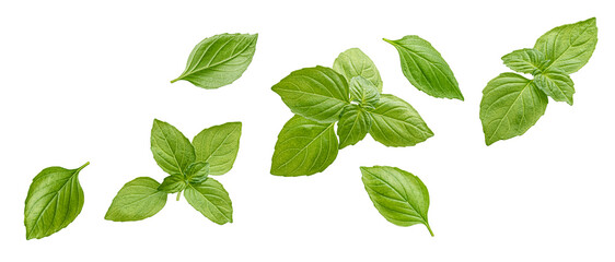 Basil leaves isolated on white background with clipping path