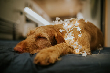 Hungarian Vizsla dog with Christmas lights looking at a wreath with candles. 