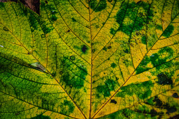 Blatt in Herbstfarben