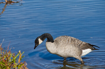 Canada Goose standing in Water