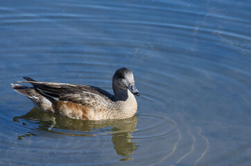 An American Wigeon in Water