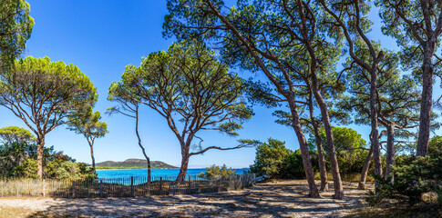 Landscape with pine trees at Palombaggia beach, Corsica island, France