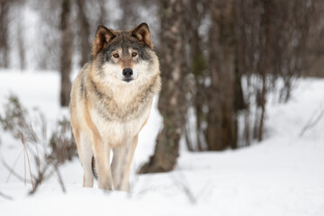 Naklejka premium Portrait of Eurasian Canis Lupus standing on snow
