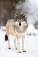 Obraz premium Portrait of brown wolf on snow covered field in the forest