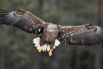 Eagle in flight closeup