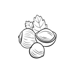 hazelnut illustration, nuts group with leaves isolated on white background, black lines.