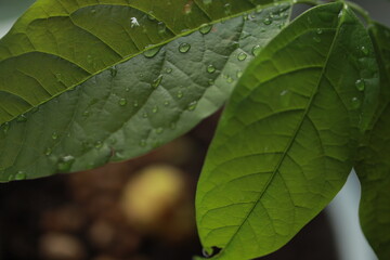 Sprouted seed avocado at home. Nature conservation concept. Avocado sprout.