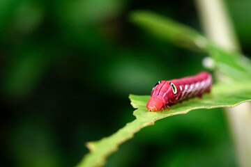 caterpillar on a green leaf with a partially eaten leaf.	