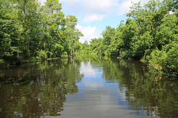 Fototapeta na wymiar Trip on Cajun Swamp, Louisiana