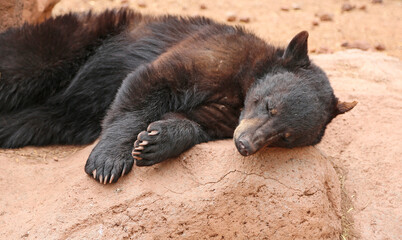 Bear sleeping on the rock, Black bear