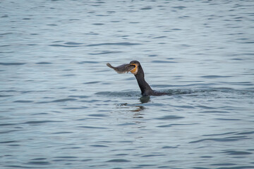 Cormorant Trying to Swallow a Full Halibut Fish Whole, Bray