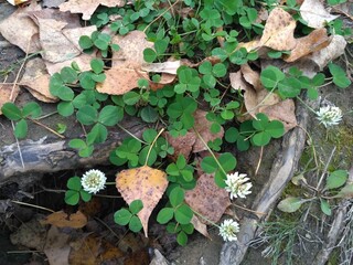 клевер осенью