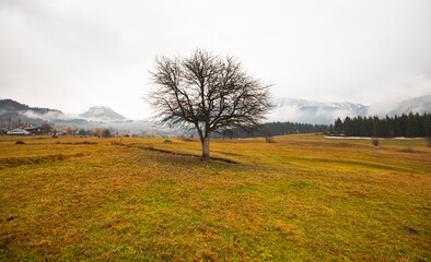 Fototapeta premium Panoramic view of Savsat highlands on a beautiful autumn day - Scenic image of forest landscape at sunny day - Autumn colorful landscape with colorful tree - Savsat, Artvin