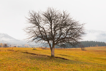 Fototapeta premium Panoramic view of Savsat highlands on a beautiful autumn day - Scenic image of forest landscape at sunny day - Autumn colorful landscape with colorful tree - Savsat, Artvin