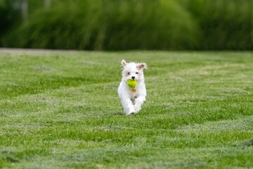 A West Highland White Terrier running towards the viewer with a ball in its mouth, through a green, grassy lawn.