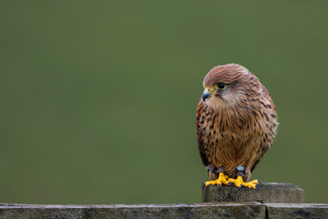 A close-up of a female Common Kestrel