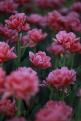 Obraz na płótnie Canvas Pink peony tulips grow in a flower bed. 