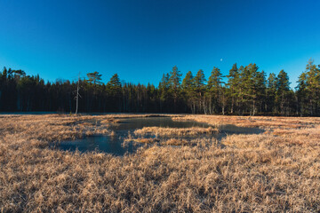 Frozen marshland up in the Toten&aring;sen Hills, Norway.