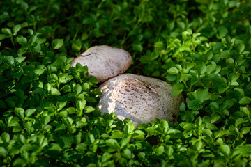 Mushrooms new fresh in a warm sunny autumn forest after rain. Parasol mushroom 'Macrolepiota procera'
