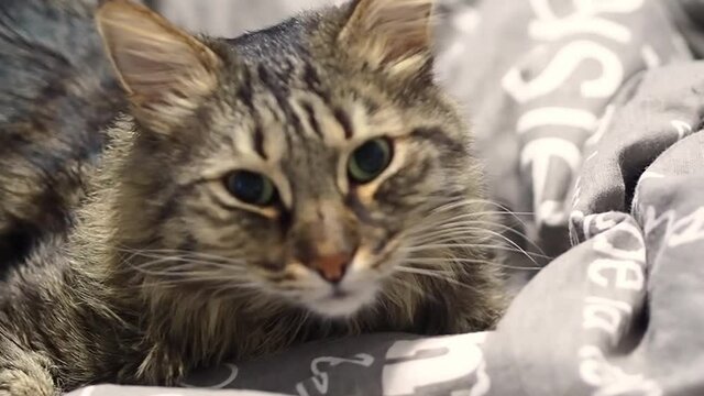 A beautiful pet cat, lying on bed linen and yawning funny. Defocus video . Close up. Slow motion video