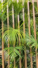 Obraz na płótnie Canvas palm tree leaves