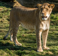 Lionne apprivoisée à Saint-Aignan, Loir-et-Cher, France