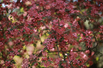 Fototapeta premium Blooming pink on the tree. Photo for a postcard. 