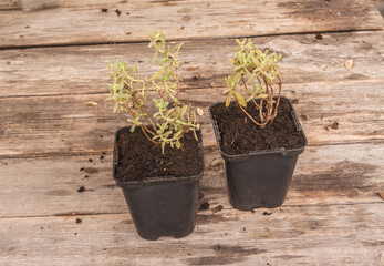 Seedlings Helianthemum nummularium  in pots on table