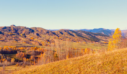 Obraz premium Panoramic view of Savsat highlands on a beautiful autumn day - Scenic image of forest landscape at sunny day - Autumn colorful landscape with colorful tree - Savsat, Artvin