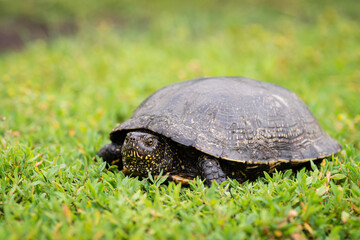 Black turtle on green grass. Animal in the wild concept