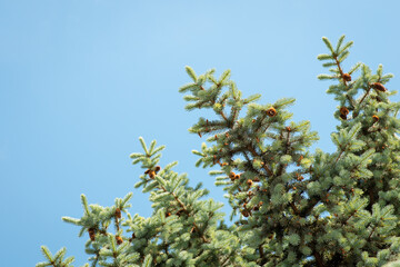 Branches of spruce with cones against bright blue sky.