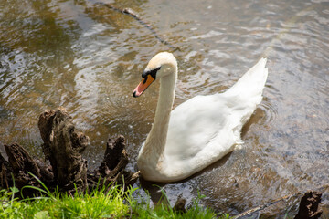 White swan in the lake waiting to be fed. Beautiful swan in natural park used to people, asking for some food
