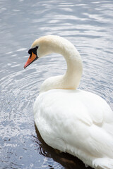 Beautiful handsome swan looking to the camera. Portrait of an elegant swan