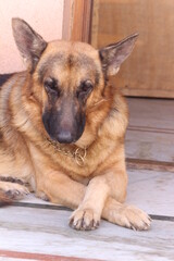 german shepherd dog Potrait