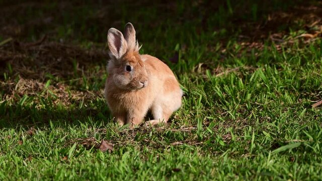 Brown Lionhead rabbit (Oryctolagus cuniculus f. domestica) on a meadow
