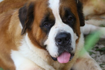 Portrait of a Saint Bernard Dog