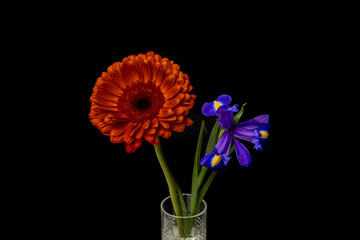 Blue iris and red chrysanthenum in glass vase