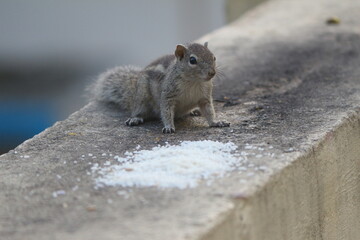 squirrel in the Wall