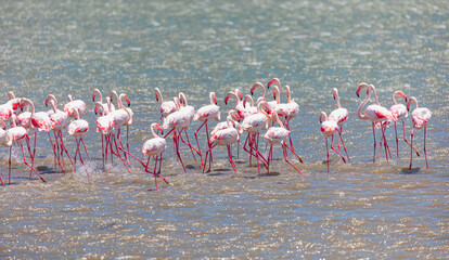 Group birds of pink African flamingos walking around the green lagoon - Wild African birds, Namibia 