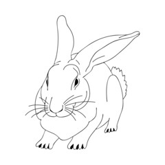 Rabbit thin line art. Home breeding of farm animals. Cute contour bunny. Pet shop logo, food label. Hand drawn realistic vector illustration. Isolated simple doodle element.
