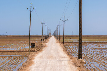 Fototapeta na wymiar Rice paddies in the Ebro Delta