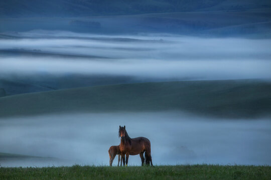 Magical natural landscape. Picture view of a lonely standing horse. Blue fog covers the hills. The mare and the foal stand in the center. Free grazing. Wild horses. Altai. Siberia. Russia