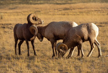 Big Horn Ram's during the rut