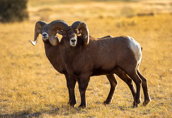 Big Horn Ram's during the rut