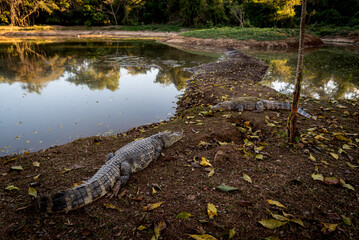 Jacaré à beira de um lago.