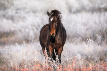 Beautiful bay horse with a white spot on its forehead is walking on the snow-white grass. Frosty sunny morning. Сlear still weather. Close-up of a mare. Free grazing.  - obrazy, fototapety, plakaty